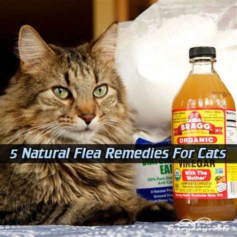 5 Natural Flea Remedies For Cats Read Here