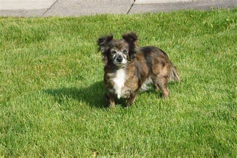 According to rover, this is to dodge health complications that pop up when the male dog is larger than the female dog. Information About a Chihuahua & Beagle Mix (with Pictures ...