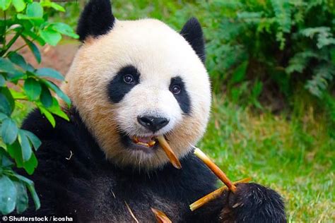 Conservation Efforts Of China Only For Giant Pandas