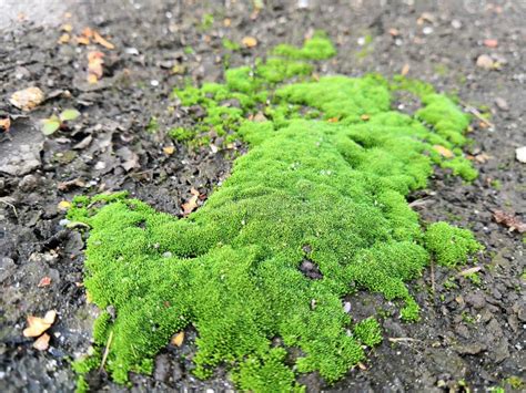 Green Moss Stock Photo Image Of Moss Beautiful Capture 131961444