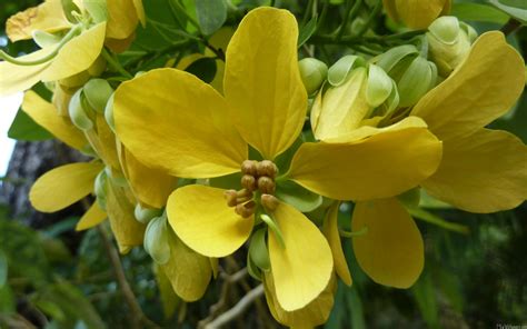 Make certain they still receive filtered. MLeWallpapers.com - Golden Shower Tree
