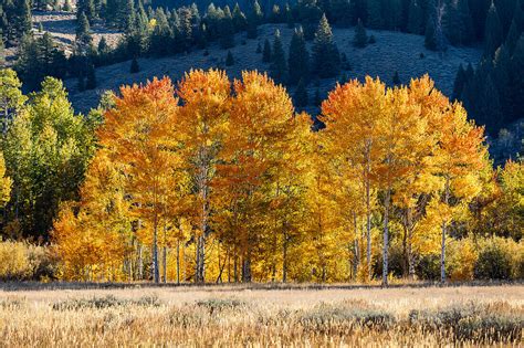 Usa Idaho Sun Valley Fall Foliage License Image 71404276 Lookphotos