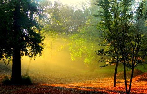 Morning Sunlight And Smoke In Forest Wallpapers 2500x1600 1467791