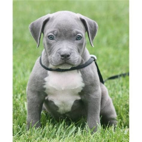 Ihre rasse machte die adoption nicht gerade leicht. American Pitbull Terrier Welpen (Bully Type) | hunde ...