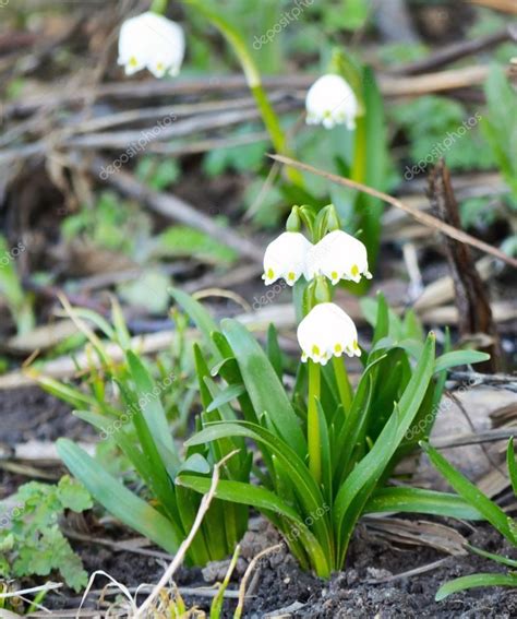 White Snowdrop With Green Leaves Stock Photo Aff Green