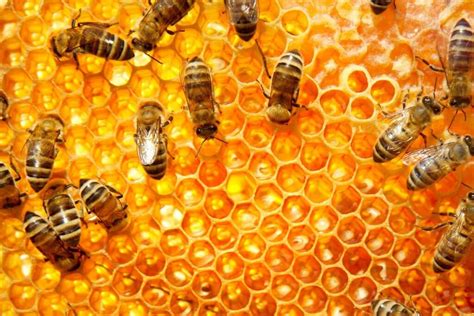 Trace Amounts Of Neonicotinoid Pesticides Found In 75 Of Honey Samples Worldwide—far Below