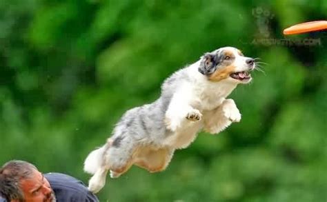 Funny Flying Dog Animals Facts And Latest Pictures Funny