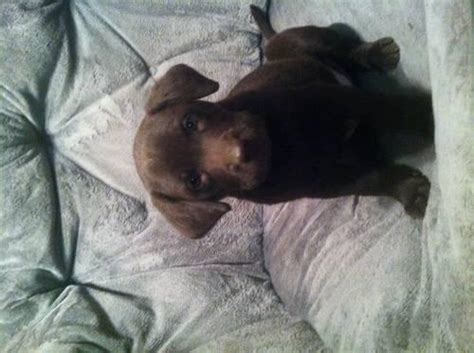 Chocolate labrador puppies, yellow labrador puppies, white labrador puppies labrador retriever, akc registered labs, mans best friend, our home is located in allegan, mi , 49010. 3 LEFT gorgeous AKC Chocolate Lab Puppies for sale 3 males ...