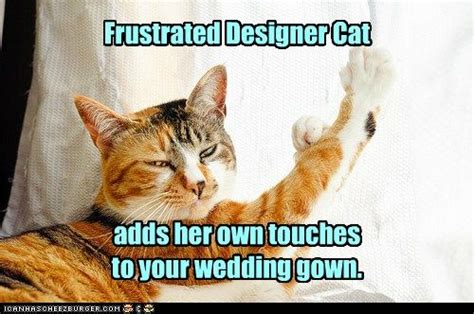 Frustrated Designer Cat Cats Calico Cat Cat People