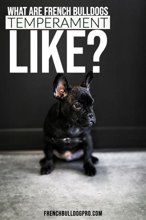 Is the french bulldog the right dog breed for you? What Are French Bulldogs Temperament Like? - FrenchBulldogPro