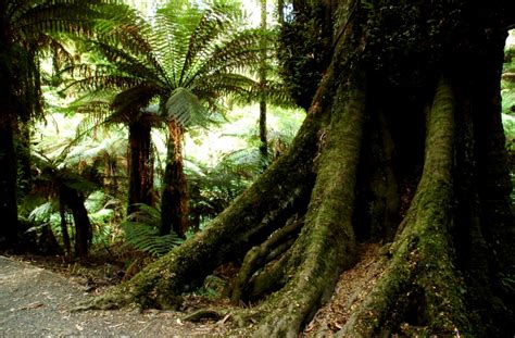 Tropical Rainforest Trees Wallpapers Gallery