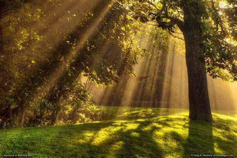 Sunlight Rays Through Trees