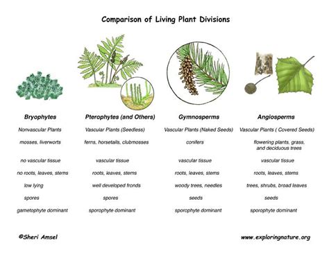 Non Vascular Plants Characteristics Plants Bm
