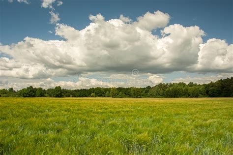 Green Field With Cereal Forest And White Cloud On Blue Sky Stock Photo
