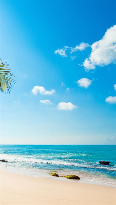 Tropical Sunshine Iphone Wallpapers Free Download