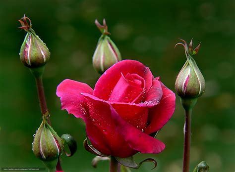 Scaricare Gli Sfondi Rosa Roses Fiore Fiori Sfondi Gratis Per La