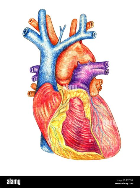 El Corazón Humano Se Ven Desde La Parte Frontal Dibujadas A Mano