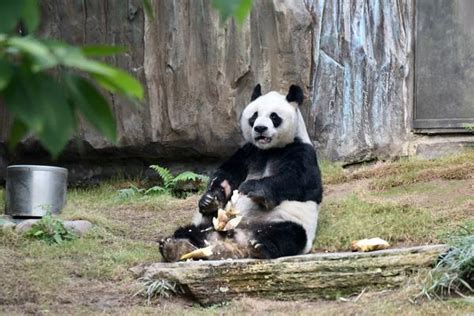 Kesedihan Ocean Park Kehilangan An An Panda Raksasa Jantan Tertua Di Dunia