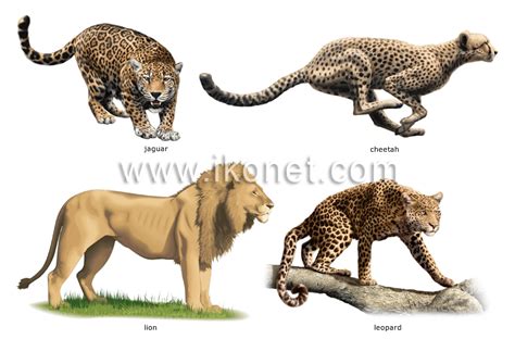 Animal Kingdom Carnivorous Mammals Examples Of Carnivorous Mammals