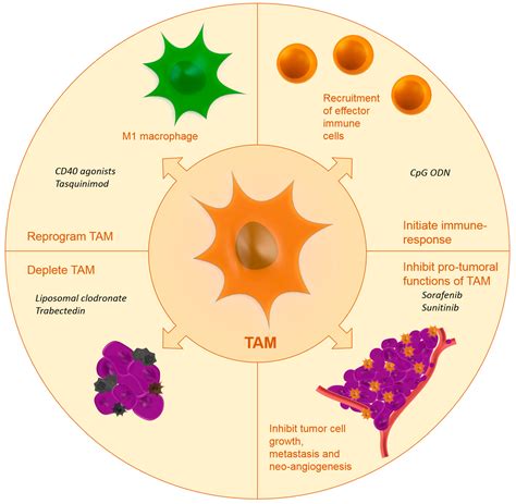 Ijms Free Full Text Nanomedicine Strategies To Target Tumor