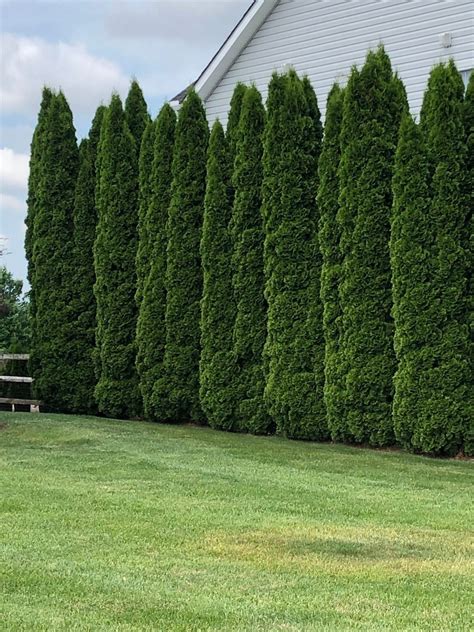 Tall Arborvitae Hedge