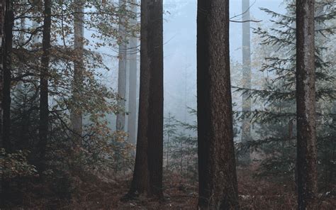 Download Wallpaper 3840x2400 Forest Fog Trees Nature Autumn 4k