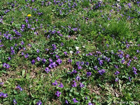 Wild Violets Purdue University Turfgrass Science At Purdue University