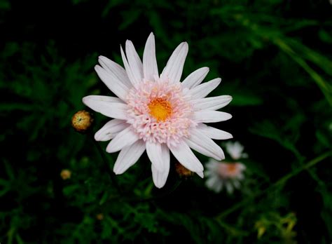 Light Pink Daisy Free Stock Photo Public Domain Pictures
