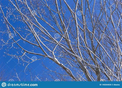 Last Melting Snow On The Branches Of Trees In The Spring Stock Photo