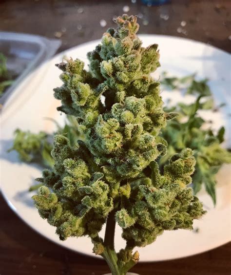 Freshly Harvested Og Kush 💯 🌲👌🏽 Rherbgrow