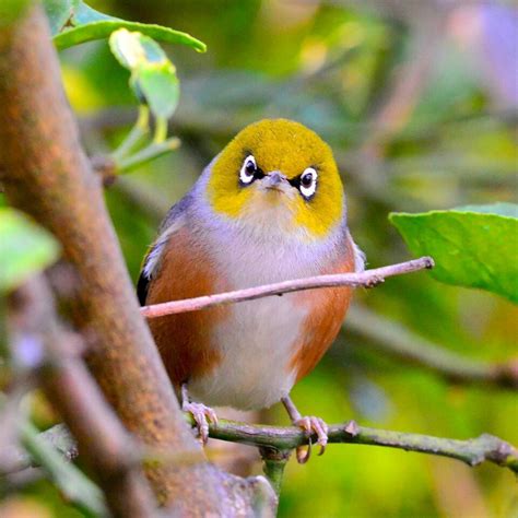 Beautiful Birds Exotic Rare Colorful Birds Unique Rare Bird