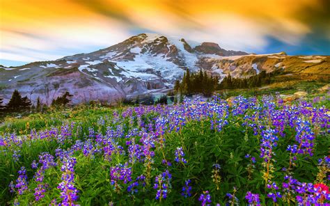 Beautiful Spring Landscape Nature Flowers Mountain Snow
