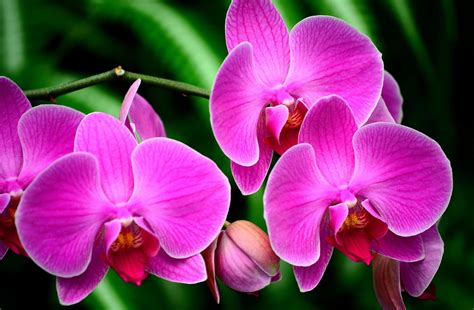 Wallpaper Orchid Flower Branch Exotic 2048x1340 Goodfon