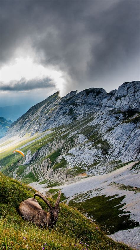 Обои Гора Пилатус 5k 4k Швейцария Горы луга козел облака Mount