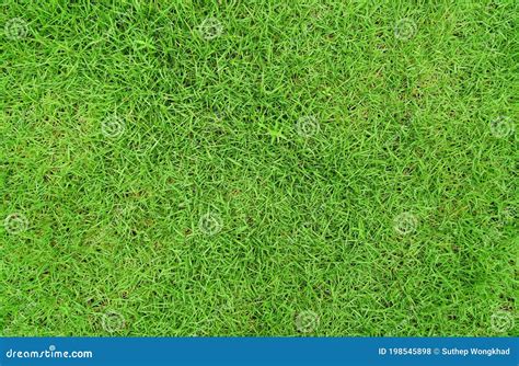 Top Down Of Grass Garden Ideal Concept Used For Making Green Flooring Lawn For Training