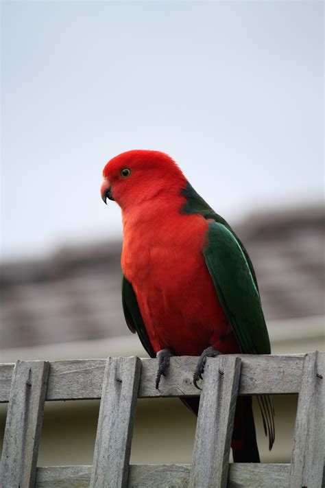 Fotos Gratis Pájaro Ala Animal Fauna Silvestre Rojo Pico
