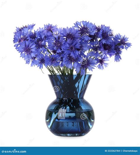 Beautiful Bouquet Of Cornflowers In Vase Isolated On White Stock Photo