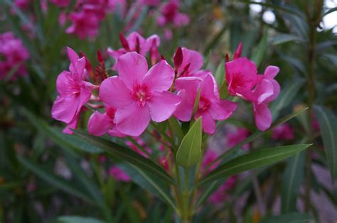 Oleander Oleander Poisonous Plants Youtube I Have Touched The