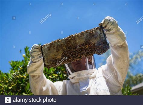 Das halten von bienen ist nicht wirklich gefährlich, wenn sie sich an einige regeln halten. Bienen Im Garten Halten Einzigartig Man Covered Bees ...