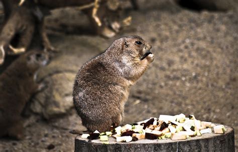 Free Images Nature Animal Wildlife Zoo Natural Mammal Squirrel