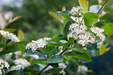11 Best Trees And Shrubs With White Flowers White Flowering Shrubs