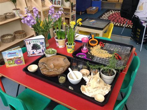 Herb investigation, bean sorting, and natural plants. | Investigation area, Science for kids 