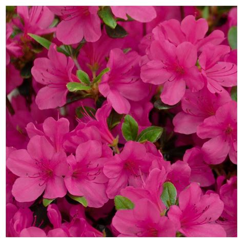 Flowers by renee garden city. Azalea 'Rene Michelle' 1pc - National Plant Network - U.S ...