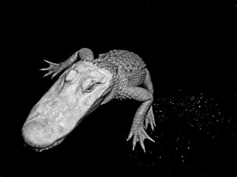 Alligator Mississippiensis Aka White American Alligator Flickr