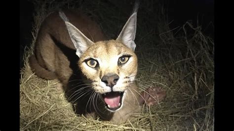 2 Caracals And 1 Serval Rescued From Hybrid Breeder Youtube
