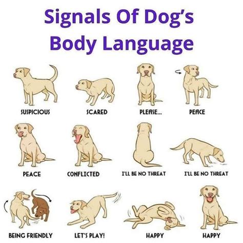 Signals Of Dogs Body Language Dogs Signals Dog Body Language Dog