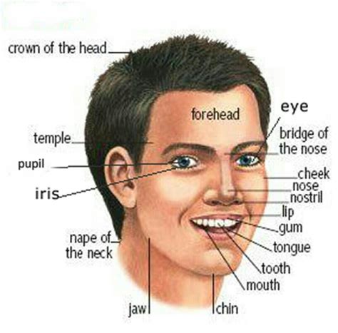 Parts Of The Face English For Life