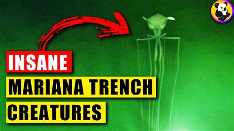 10 Insane Deep Sea Creatures Found In The Mariana Trench Youtube