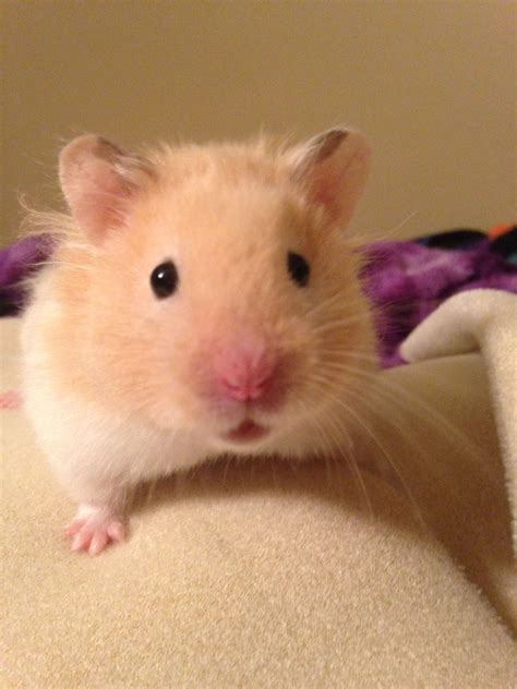 my hector the long haired cream banded syrian hamster cute hamsters syrian hamster cute rats
