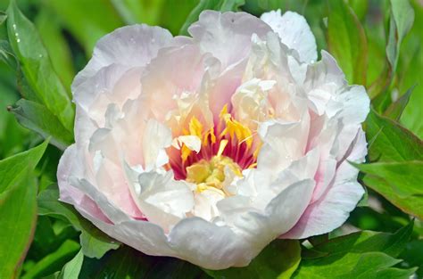 Southern Peony 2016 Intersectional Peony Blooms Late Mid Week 5